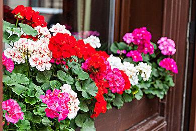 《街头霸王6》阿鬼详情介绍 疯狂的毒药女王